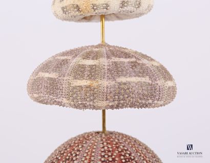 Ensemble de huit oursins (Echinoidea sp,...