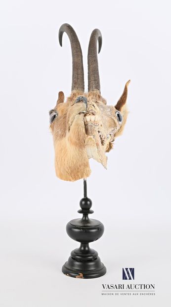 Ecorché de chamois (Rupicapra rupicapra,...