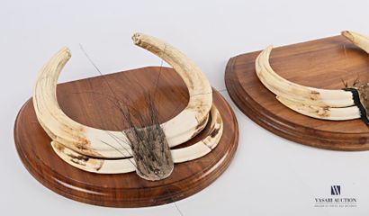 Deux trophées dentaires de phacochères (Phacochoerus...