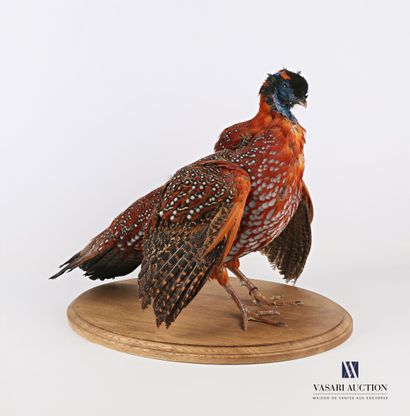 Tragopan de temminck (Tragopan temminckii,...