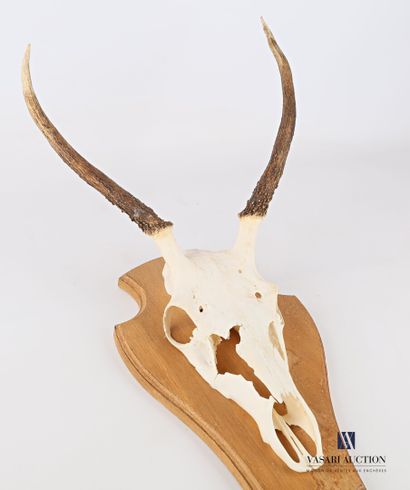 Massacre de daguet (Cervus elaphus, non réglementé)...