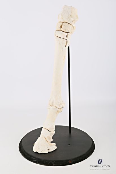 Patte avant de cheval (Equus caballus, non...