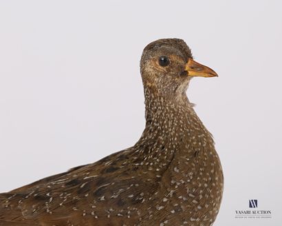 Poulette de roche (Ptilopasus petrochus,...
