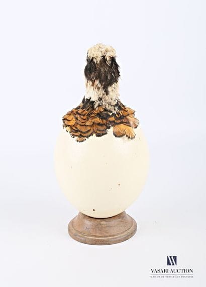 Oeuf d'autruche (Struthio camelus, non réglementé)...