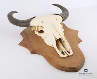Massacre de buffle (Syncerus caffer caffer,...