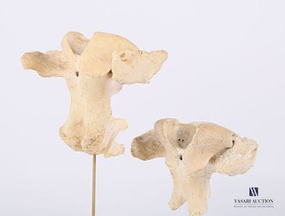 Ensemble de deux atlas (Bos taurus, non réglementé)...