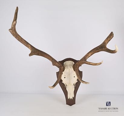 Massacre de cerf élaphe (Cervus elaphus,...