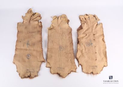 Ensemble de trois peaux de ragondin (Myocastor...