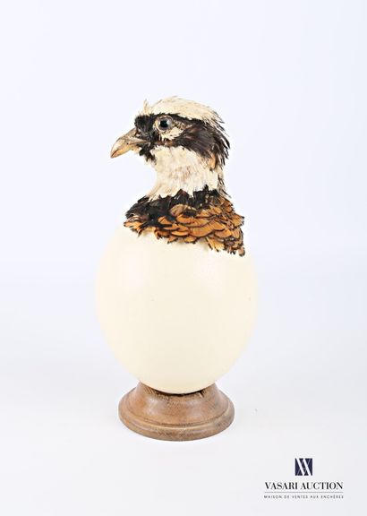 Oeuf d'autruche (Struthio camelus, non réglementé)...