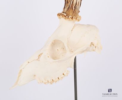Crâne de chevreuil (Capreolus capreolus,...