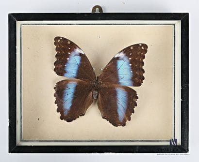 Boite entomologique présentant un Morpho

Haut....