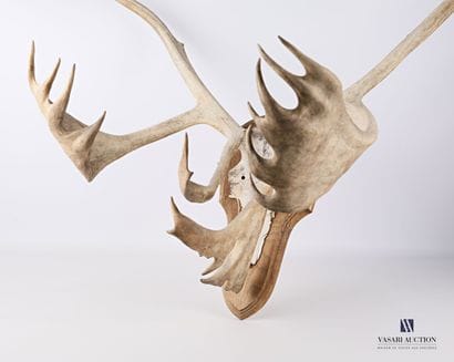 Massacre de renne (Rangifer tarandus, non...