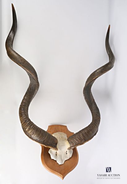 Massacre de grand Koudou (Tragelaphus strepticeros,...
