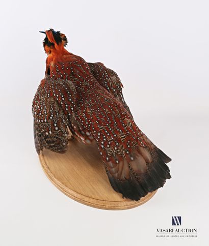 Tragopan de temminck (Tragopan temminckii,...