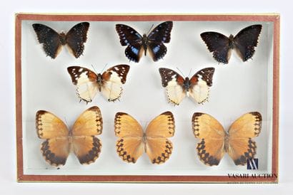 Boite entomologique contenant huit lépidoptères...