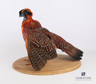 Tragopan de temminck (Tragopan temminckii,...