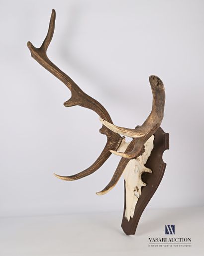Massacre de cerf élaphe (Cervus elaphus,...