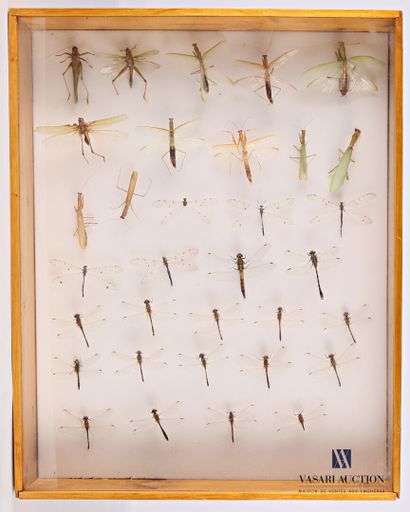Boite entomologique contenant trente-trois...