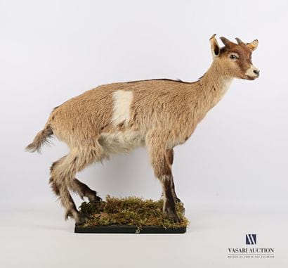 Chèvre naine (Capra Hircus, non réglementé)...