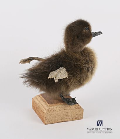 Caneton quadripode (Anas platyrhynchos domesticus,...