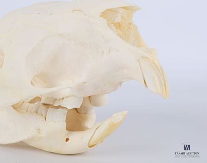Crâne de porc-épic (Hystrix cristatta , annexe...