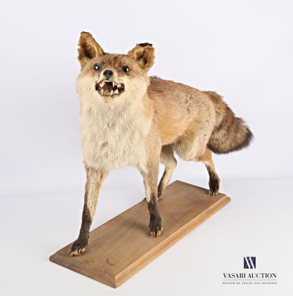 Renard entier (Vulpes vulpes, non réglementé)...
