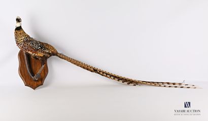 Faisan vénéré (Syrmaticus reevesii , annexe...