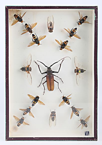 Boite entomologique contenant dix-sept insectes...