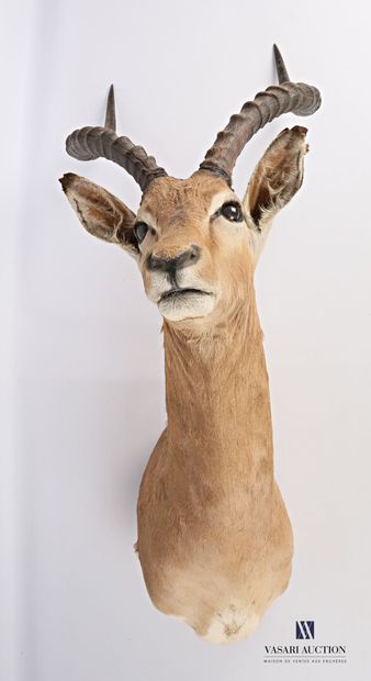 Tête en cape d'Impala (Aepyceros melampus,...
