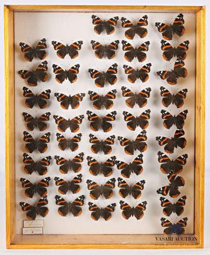 Boite entomologique contenant quarante-quatre...