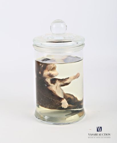 Chiot (Canilus lupus familiaris, non réglementé),...
