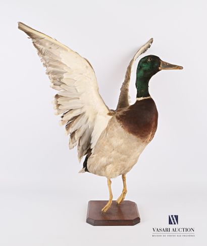 Canard Colvert (Anas platyrhynchos, non réglementé)...
