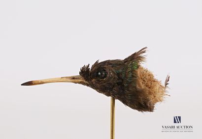 Quatre têtes de colibri (Trochilidae, non...