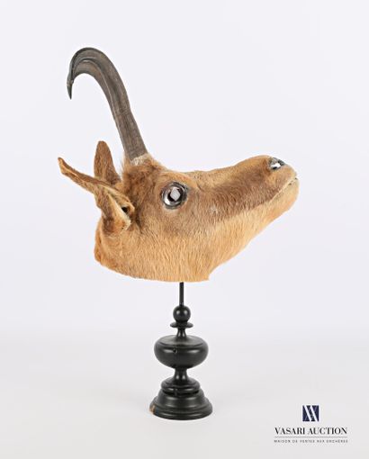 Ecorché de chamois (Rupicapra rupicapra,...