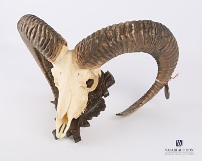 Crâne de mouflon (Ovis orientalis musimon,...