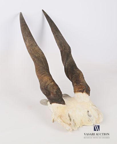 Frontal d'eland du cap (Taurotragus oryx,...