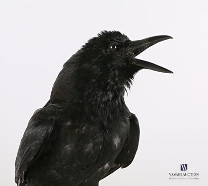 Corneille noire (Corvus corone, non réglementé)...