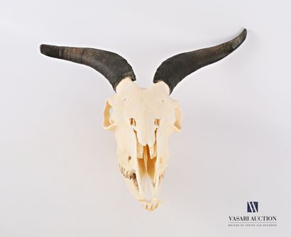 Crâne complet de bouc (Capra aegagrus hircus,...