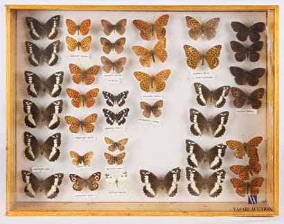 Boite entomologique contenant trente neuf...