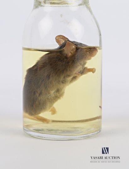 Souris (mus musculus, non réglementé) en...