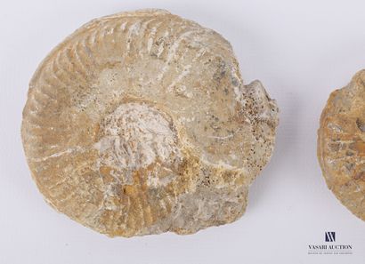 Ensemble de quatre ammonites fossilisées.

Long....