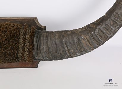 Paire de cornes de buffle asiatique (Bubalis...