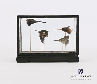 Quatre têtes de colibri (Trochilidae, non...