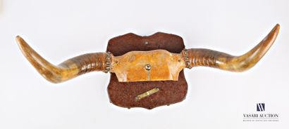 Frontal de taureau (Bos taurus domesticus,...