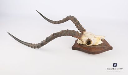 Massacre d'impala (Aepyceros melampus, non...