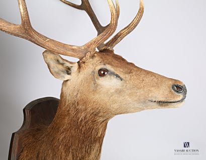 Tête en cape de cerf élaphe (Cervus elaphus,...