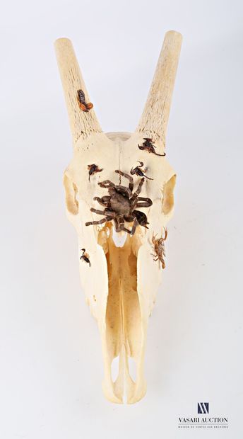 Crâne d'oryx (Oryx gazella, non réglementé)...