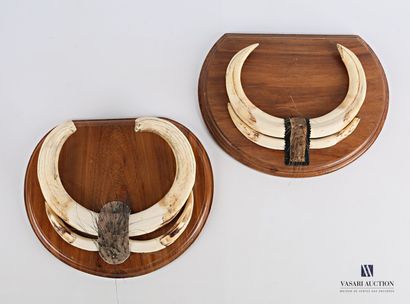 Deux trophées dentaires de phacochères (Phacochoerus...