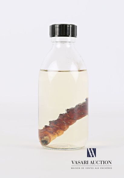 Larve en conservation humide (alcool 70°)...