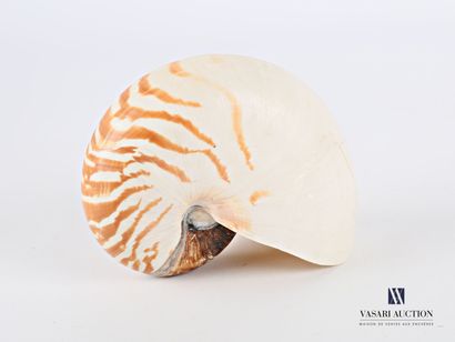 Grand Nautile (Nautilius pompilius, Cites...